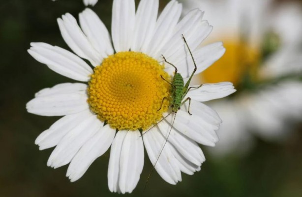 Foto - Zarafetin sembolü papatyalar hakkında bilinmesi gereken 25 gerçek