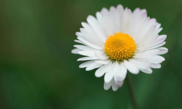 Foto - Zarafetin sembolü papatyalar hakkında bilinmesi gereken 25 gerçek