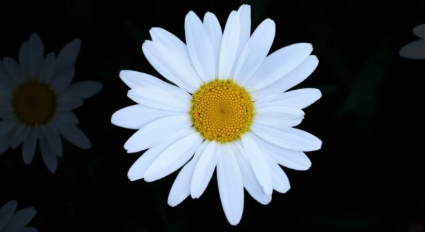 Foto - Zarafetin sembolü papatyalar hakkında bilinmesi gereken 25 gerçek