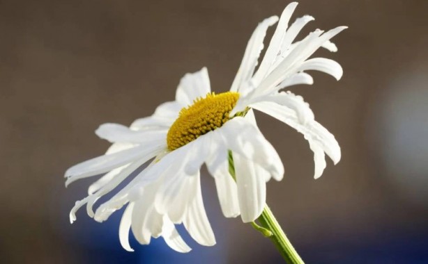 Foto - Zarafetin sembolü papatyalar hakkında bilinmesi gereken 25 gerçek