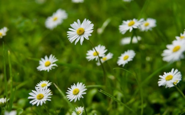 Foto - Zarafetin sembolü papatyalar hakkında bilinmesi gereken 25 gerçek