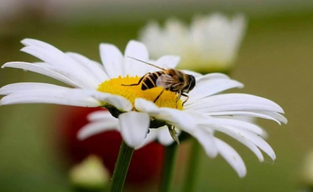 Foto - Zarafetin sembolü papatyalar hakkında bilinmesi gereken 25 gerçek