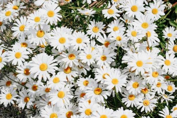 Foto - Zarafetin sembolü papatyalar hakkında bilinmesi gereken 25 gerçek