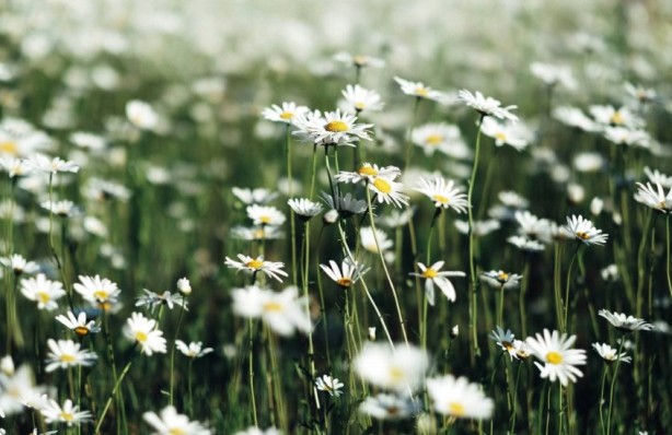Foto - Zarafetin sembolü papatyalar hakkında bilinmesi gereken 25 gerçek