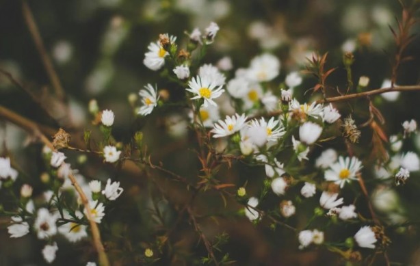Foto - Zarafetin sembolü papatyalar hakkında bilinmesi gereken 25 gerçek