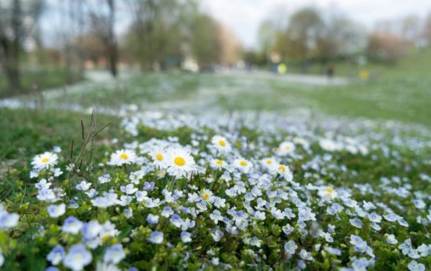 Foto - Zarafetin sembolü papatyalar hakkında bilinmesi gereken 25 gerçek