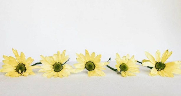 Foto - Zarafetin sembolü papatyalar hakkında bilinmesi gereken 25 gerçek