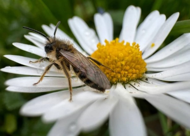 Foto - Zarafetin sembolü papatyalar hakkında bilinmesi gereken 25 gerçek