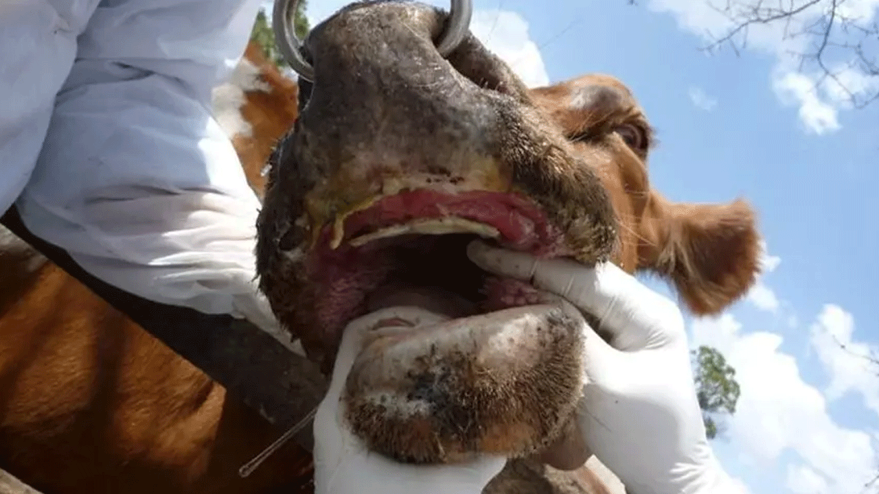Foto - Zarar 1 buçuk milyarı aştı! Bir ilimizde hastalık feci boyutlara ulaştı... 10 binden fazla hayvan öldü