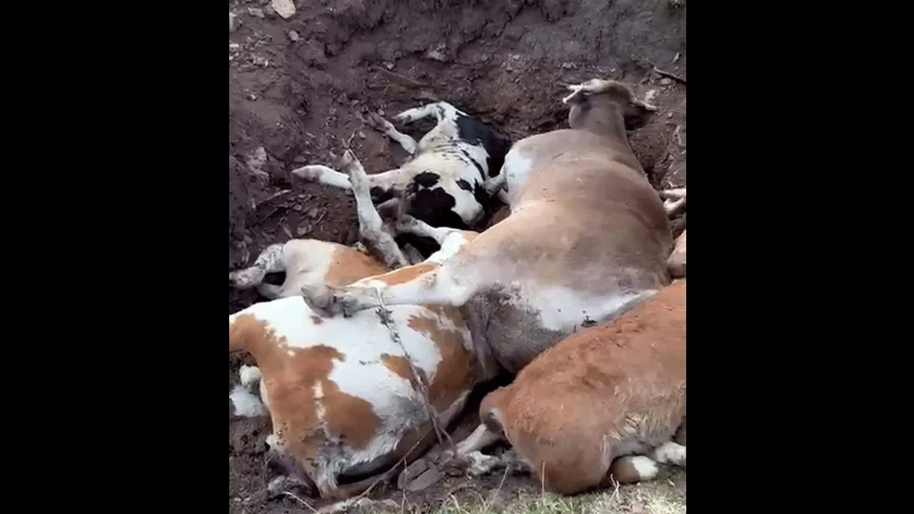 Foto - Zarar 1 buçuk milyarı aştı! Bir ilimizde hastalık feci boyutlara ulaştı... 10 binden fazla hayvan öldü