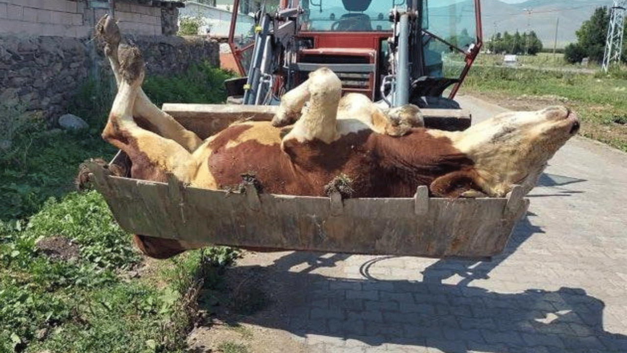 Foto - Zarar 1 buçuk milyarı aştı! Bir ilimizde hastalık feci boyutlara ulaştı... 10 binden fazla hayvan öldü
