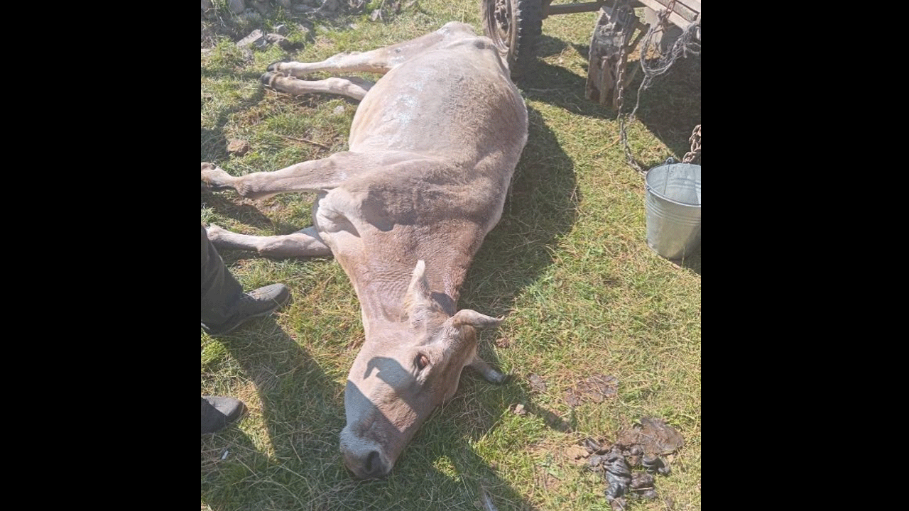 Foto - Zarar 1 buçuk milyarı aştı! Bir ilimizde hastalık feci boyutlara ulaştı... 10 binden fazla hayvan öldü