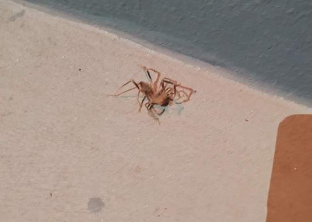 Foto - Zarardan çok yararı var! Bu örümceği öldürmeyin