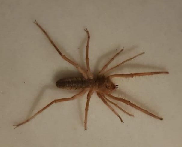 Foto - Zarardan çok yararı var! Bu örümceği öldürmeyin