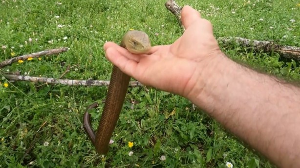 Foto - Zararsız olduğunu ispatlamak için eline alıp dakikalarca sevdi! 'Öldürmeyin'