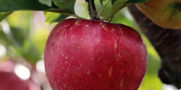 Foto - Zayıflamaya yardımcı 12 tok tutan besin: Açlık son buldu! Zayıflamak isteyen kaşık kaşık yesin!