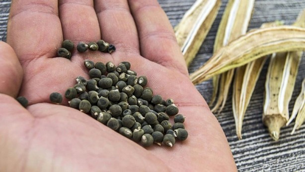 Foto - Zayıflatıyor ve hafızayı güçlendiriyor! İşte bamya tohumunun faydaları! Görünce herkes burun kıvırıyor ama...