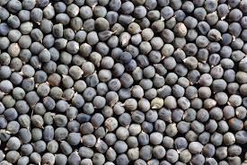 Zayıflatıyor ve hafızayı güçlendiriyor! İşte bamya tohumunun faydaları ortaya çıktı! Ardındaki gerçeği anlattık