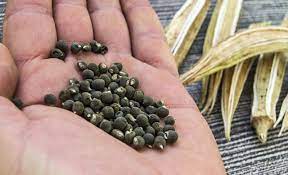 Foto - Zayıflatıyor ve hafızayı güçlendiriyor! İşte bamya tohumunun faydaları ortaya çıktı! Ardındaki gerçeği anlattık