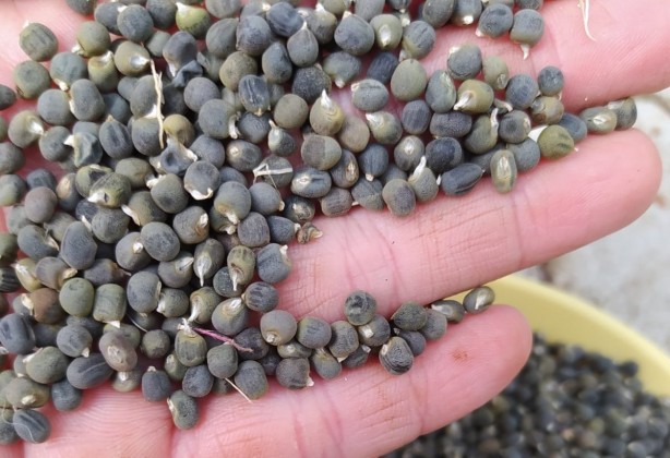 Foto - Zayıflatıyor ve hafızayı güçlendiriyor! İşte bamya tohumunun faydaları ortaya çıktı! Ardındaki gerçeği anlattık