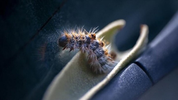 Foto - Zehir saçıyor! Sakın temas etmeyin