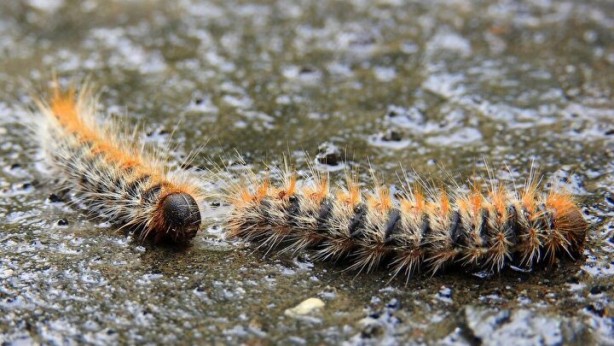 Foto - Zehir saçıyor! Sakın temas etmeyin