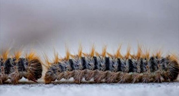 Foto - Zehir saçıyor! Sakın temas etmeyin