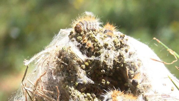 Foto - Zehir saçıyor! Sakın temas etmeyin