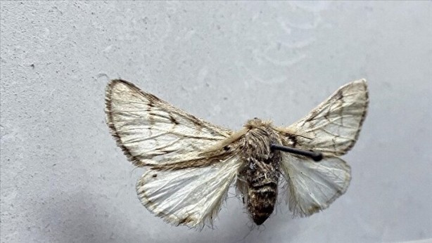 Foto - Zehir saçıyor! Sakın temas etmeyin