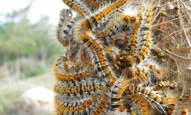 Foto - Zehir saçıyor! Sakın temas etmeyin