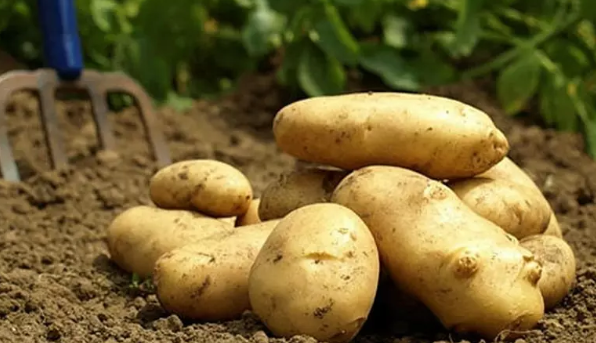 Foto - Zehir saçıyorlar! Sakın ha sakın bunları çiğ tüketmeyin