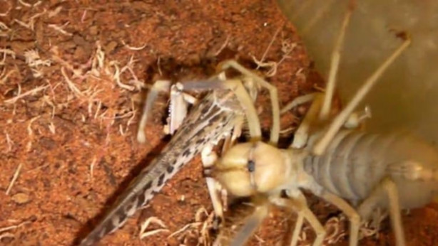 Foto - Zehriyle bir insanı öldürebiliyor!