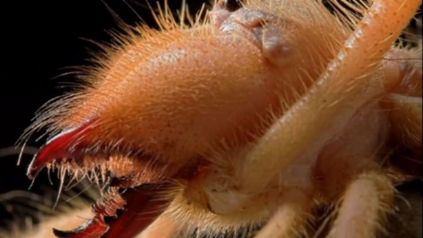 Zehriyle bir insanı öldürebiliyor!