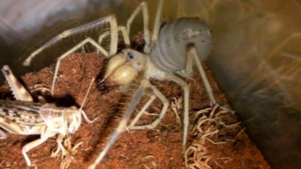 Foto - Zehriyle bir insanı öldürebiliyor!