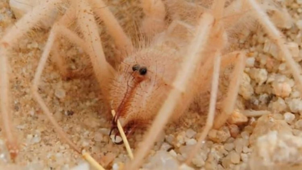 Foto - Zehriyle bir insanı öldürebiliyor!