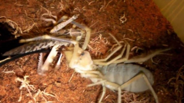 Foto - Zehriyle bir insanı öldürebiliyor!