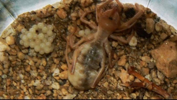 Foto - Zehriyle bir insanı öldürebiliyor!