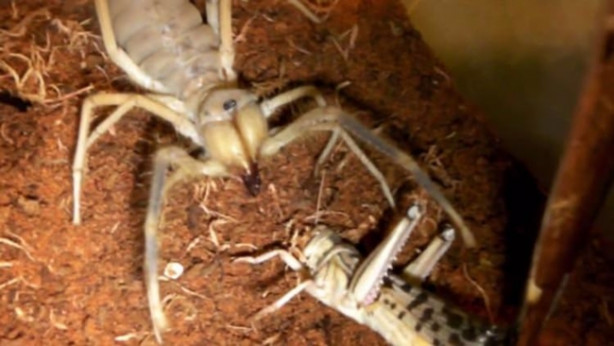 Foto - Zehriyle bir insanı öldürebiliyor!