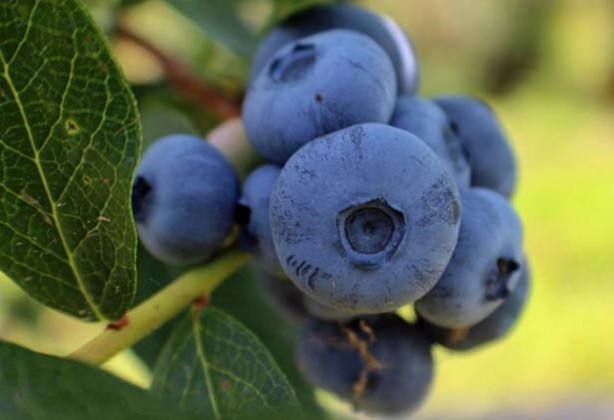 Foto - Zeka geliştiriyorlar!