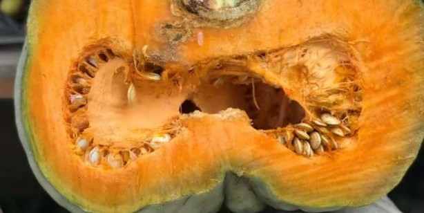 Foto - Zekayı geliştirip prostattan koruyor! Bir avuç yemek yeterli