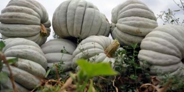 Foto - Zekayı geliştirip prostattan koruyor! Bir avuç yemek yeterli