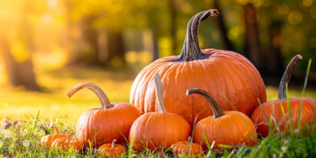 Foto - Zekayı geliştirip prostattan koruyor! Bir avuç yemek yeterli