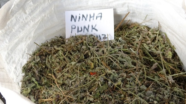 Foto - Zencefil kullananlar dikkat!