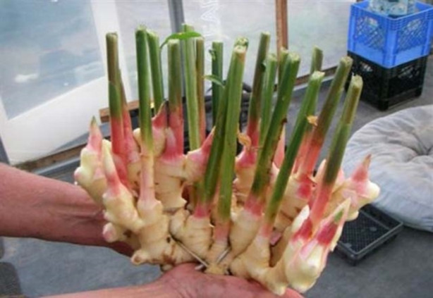 Zencefili evde kendiniz yetiştirebilirsiniz