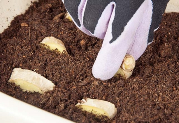 Foto - Zencefili evde kendiniz yetiştirebilirsiniz