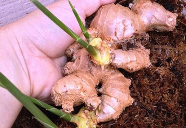 Foto - Zencefili evde kendiniz yetiştirin!