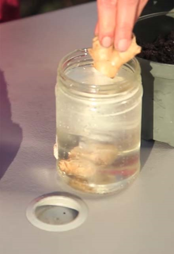 Foto - Zencefili evde kendiniz yetiştirin!