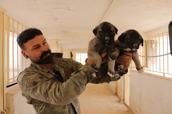 Foto - Zengin Arapların bile satın alamadığı tek hayvan!