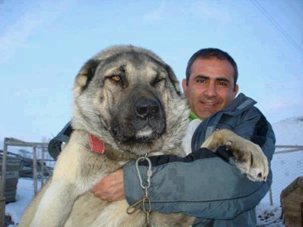 Foto - Zengin Arapların bile satın alamadığı tek hayvan!