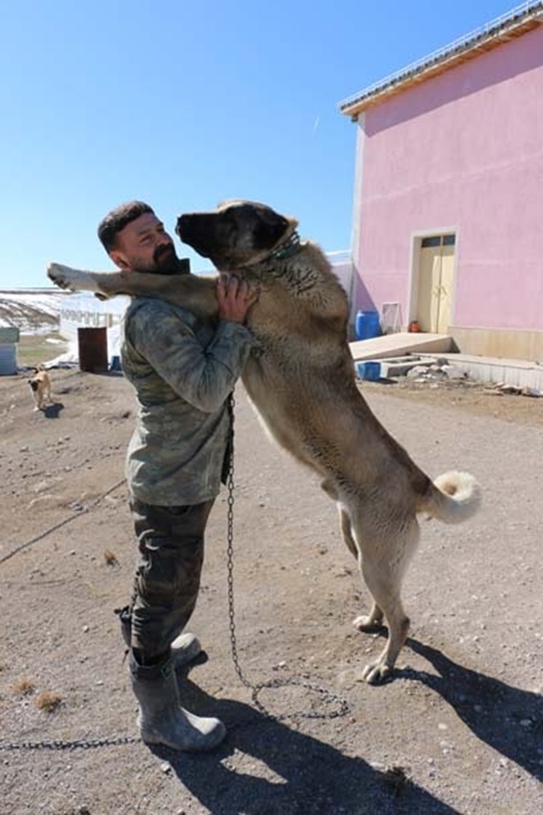 Foto - Zengin Arapların bile satın alamadığı tek hayvan!